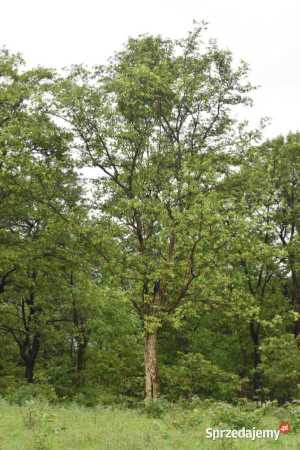 ANOGEISSUS LATIFOLIA Anogeissus latifolia Nasiona Lubanie