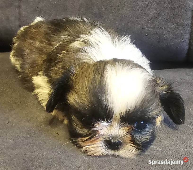Shih Tzu dziewczynka Częstochowa