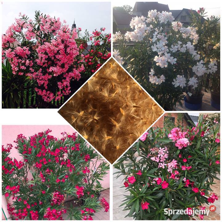 Oleander o pełnych pachnących kwiatach Luteum Skawina