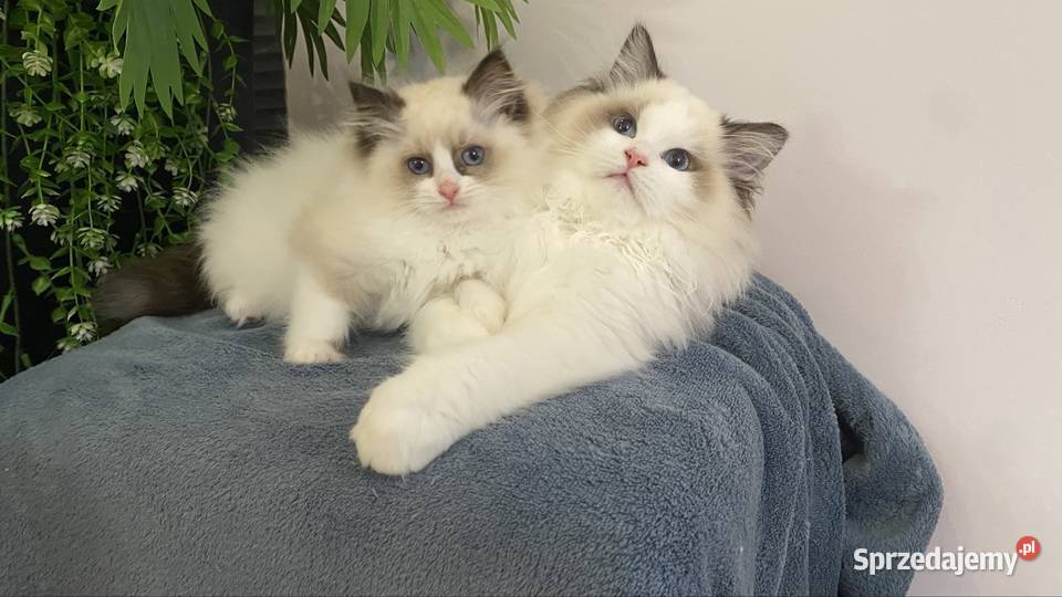 Kocurek Ragdoll gotowy do odbioru