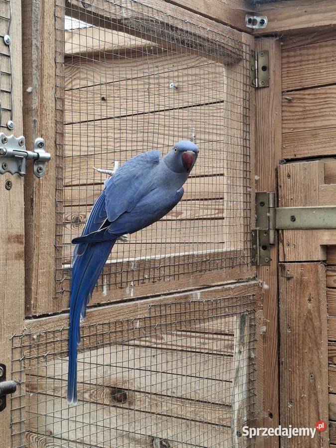 Aleksandretta obrożna samiec fiolet Stanisławów