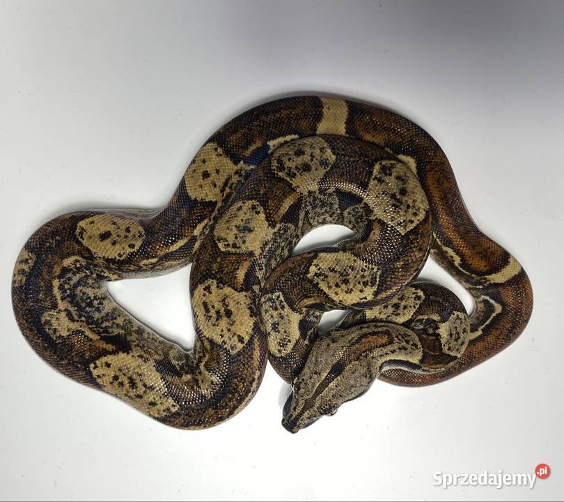 Węże boa cesarskie samice i samce Rybnik