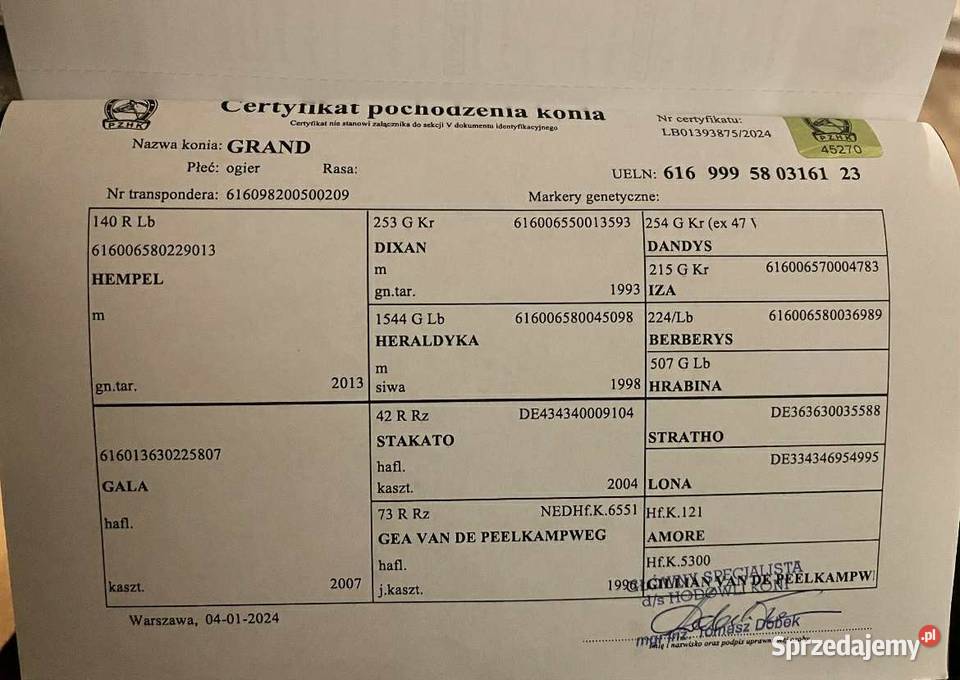 Wałach Grand HaflingerMałopolak lubelskie Zamość sprzedam