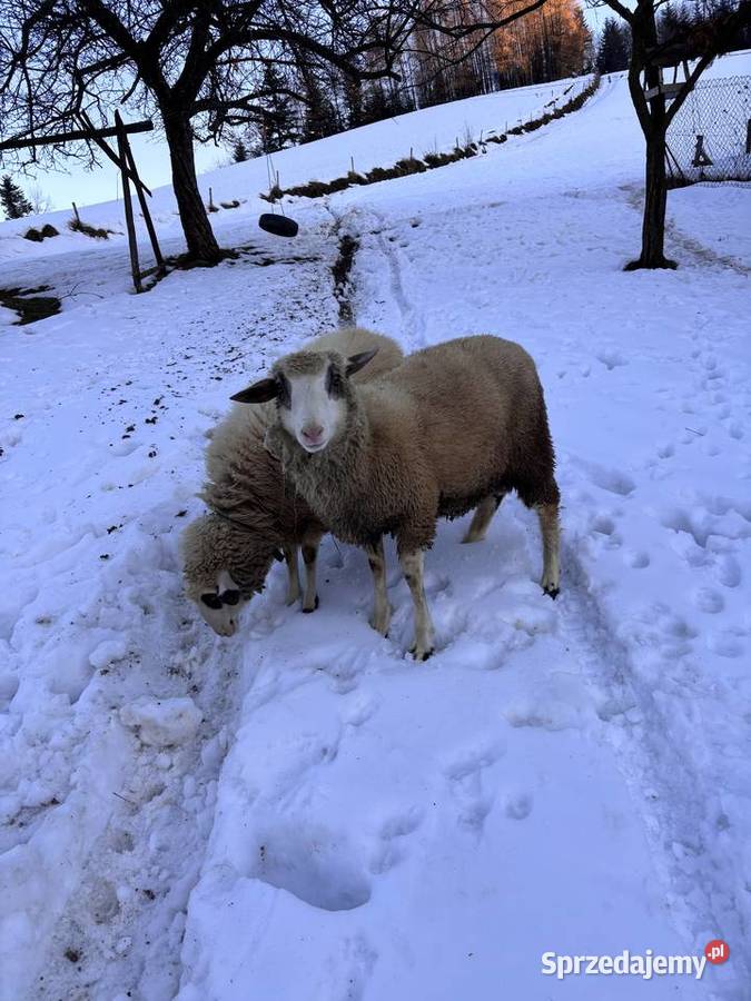 Sprzedam pięknego barana Nowy Sącz
