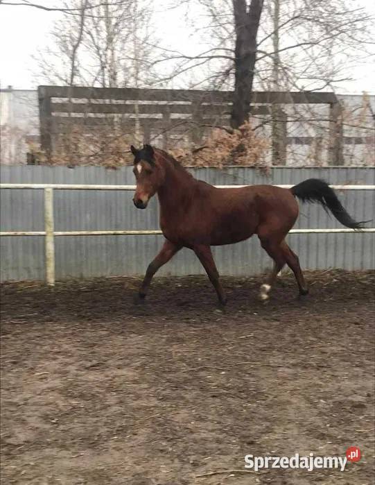 Sprzedam konia arabskiego Ołtarzew