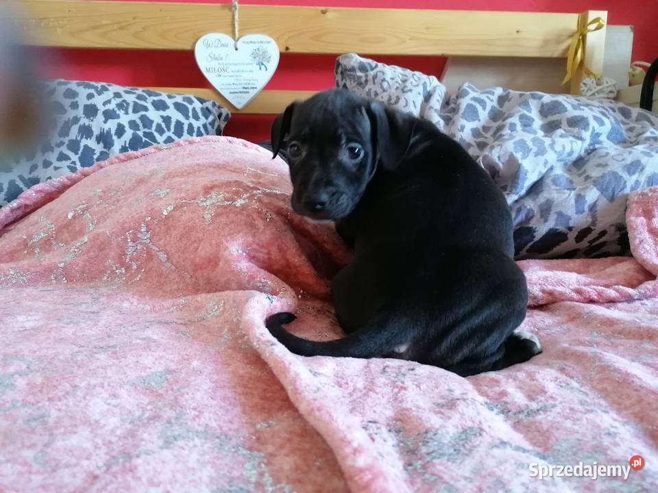 American staffordshire terrier amstaff wybitne Lubiatowo sprzedam