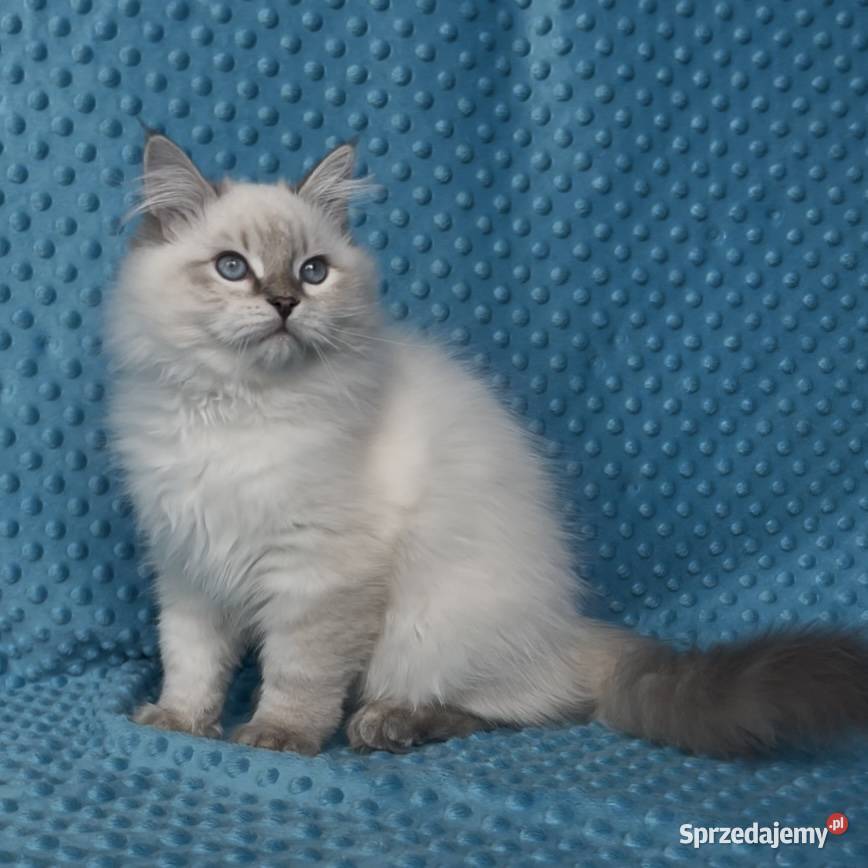 Kociak syberyjski Neva Masquerade