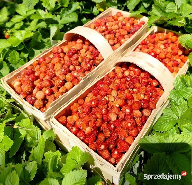 Sadzonki Poziomek podkarpackie Urzejowice