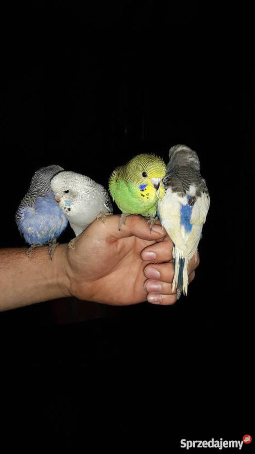 Papugi papużki faliste ręcznie karmione oswojone Łaziska Górne
