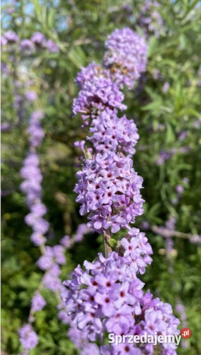 BUDLEJA SKRĘTNOLISTNA sadzonki w doniczkach Ustronie