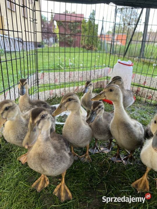 Kaczki staropolskie