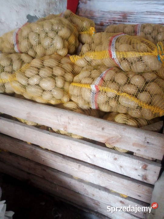 sprzedam workowane ziemniaki Produkcja roślinna Żychlin