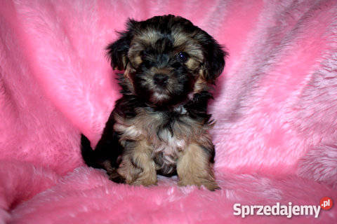 YORK MALTAŃCZYK Zwierzęta Wierzbice