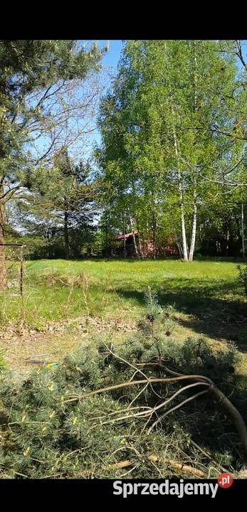 Dwie działki 2100 M2 z domkiem letniskowym elektryczne Goławice Pierwsze sprzedam