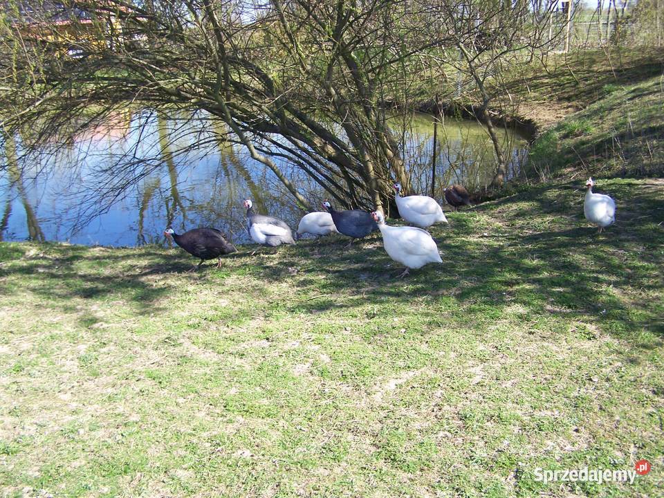 Stado perlic kolorowych 10 Nowa Wieś Reszelska