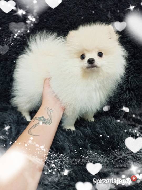 Marley White Boy Do odbioru POMERANIAN Rodowód opolskie Opole sprzedam