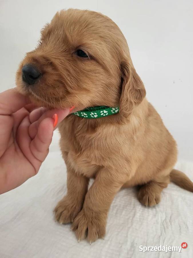 Chłopaki Golden retriever ciemno złote maluszki