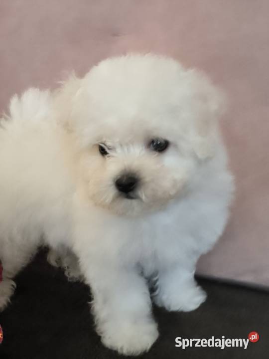 Szczeniaczek Bichon Frise