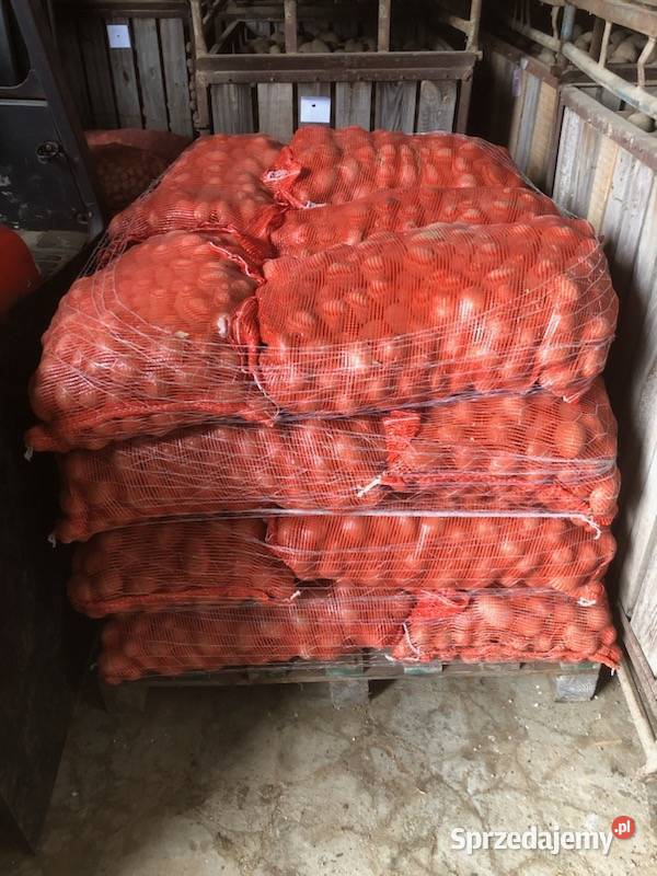 Ziemiaki jadalne paszowe wielkości sadzeniaka