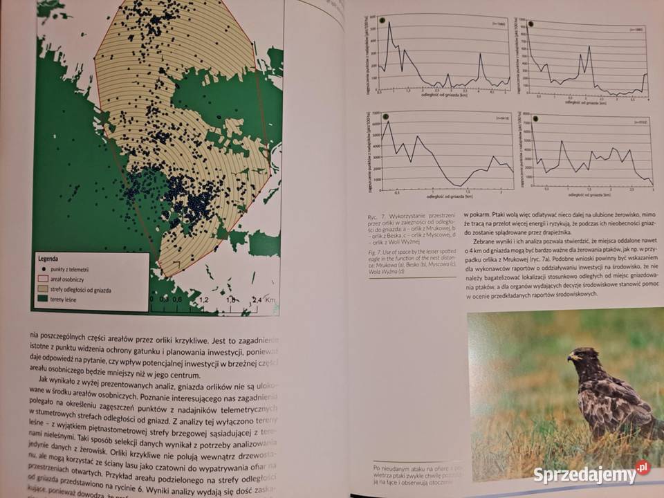 Orlik krzykliwy w krajobrazie Karpat 2016 małopolskie Kraków