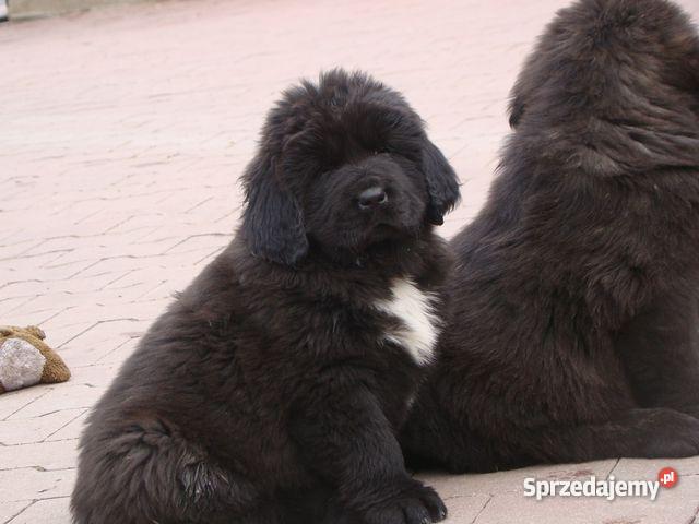 Mioty w hodowli Bisurman Wrocław sprzedam