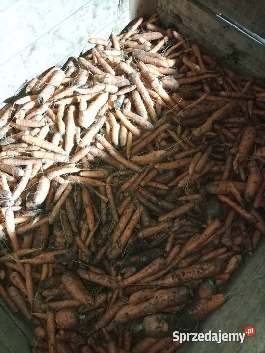 Marchew odpadowapaszowa brudna świętokrzyskie sprzedam