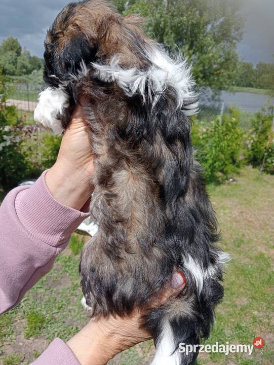 Shih tzu śliczna dziewczynka Mieleszyn
