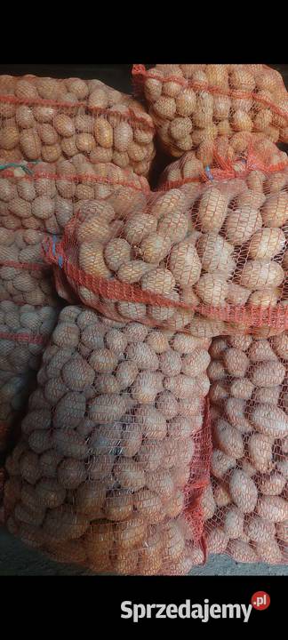 Ziemniaki Sadzeniaki Gwiazda Opatów