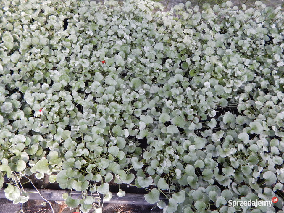 Rozsady kwiatów warzyw aksamitka bacopa dalie Ostrowy nad Okszą