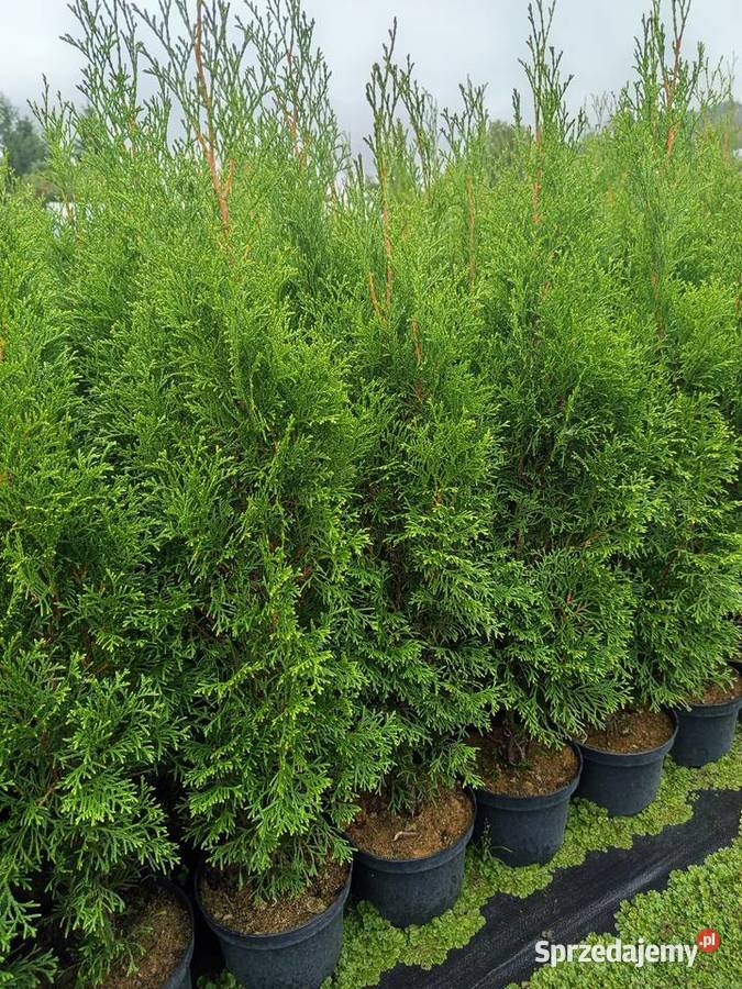 tuja szmaragd żywopłot krzewy Lutcza