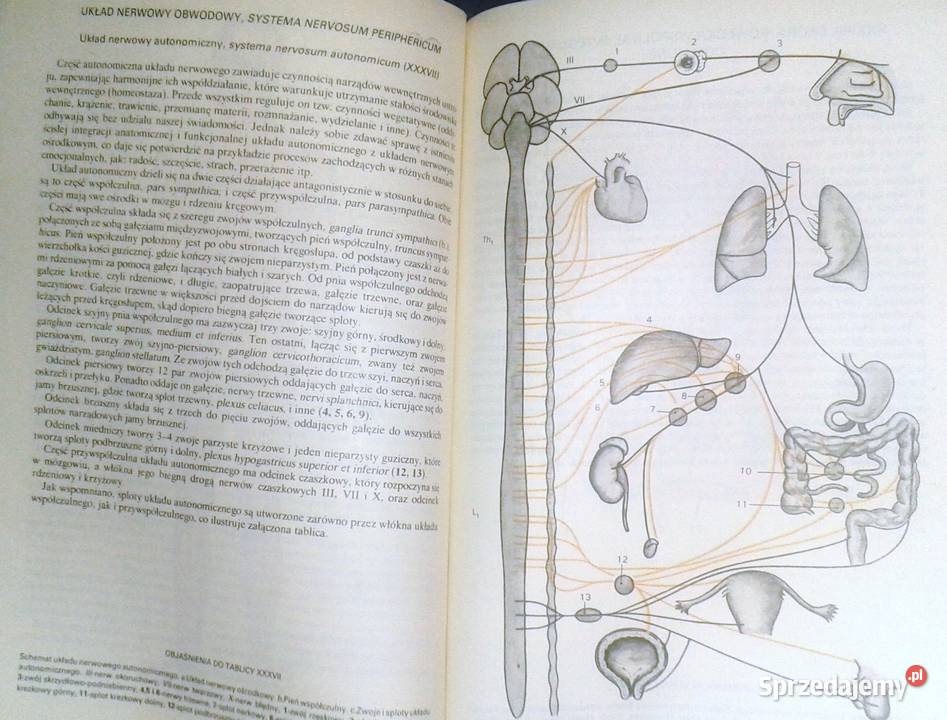 Mały atlas anatomiczny Witold Sylwanowicz Chełm