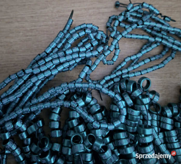 Obrączki drobnej egzotyki 2026 Maków Podhalański