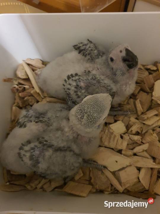 Żako Psittacus erithacus wielkopolskie Poznań