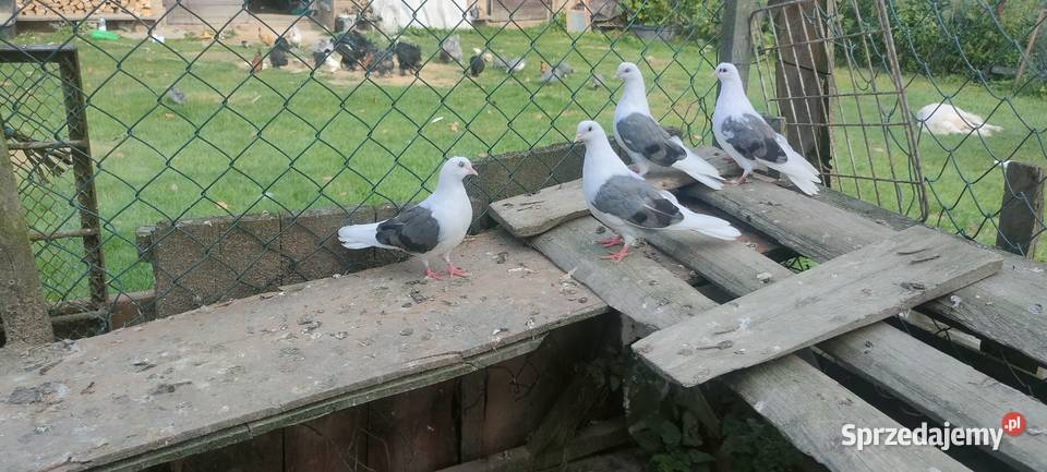 Orliki boki siwe Zwierzęta Tokarówka