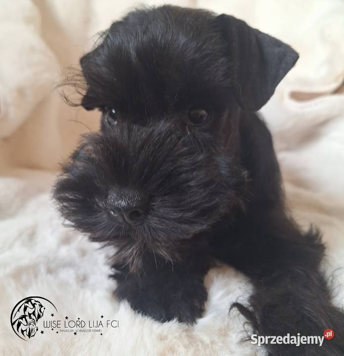 Sznaucer Miniaturowy czarny rodowód FCIZKwP Sznaucer