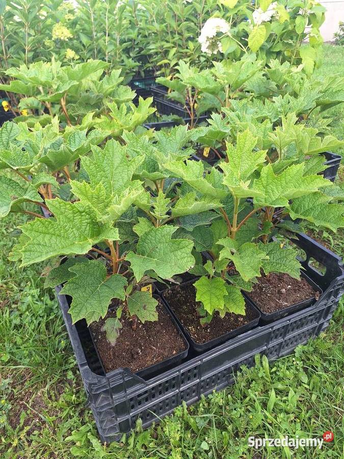 Hortensja bukietowa I krzewiasta 3l Dostarczamy sprzedam