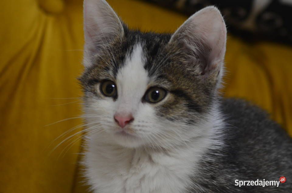 Mały domowy kotek Wilkowice