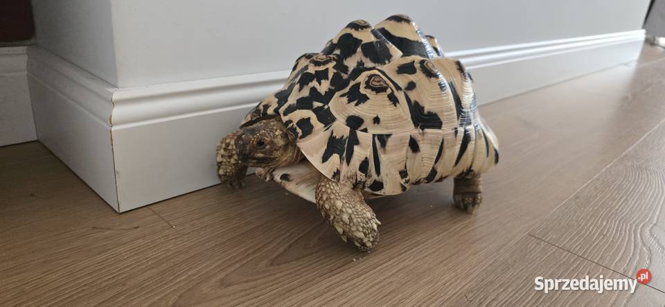 Żółw lamparci lądowy Lębork