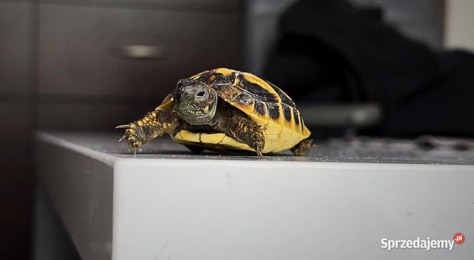 Żółwie na sprzedaż Opole