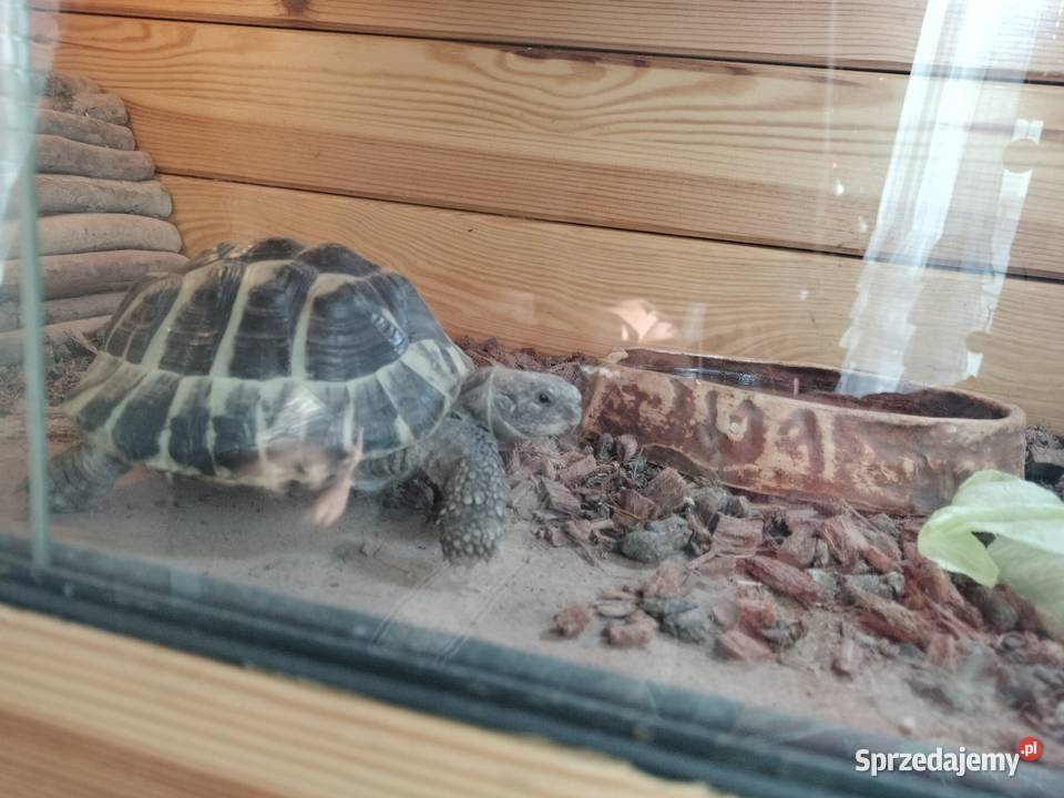 Sprzedam żółwia greckiego Rybnik