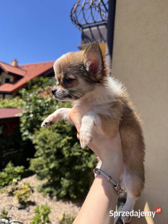 Chihuahua śląskie Bielsko-Biała