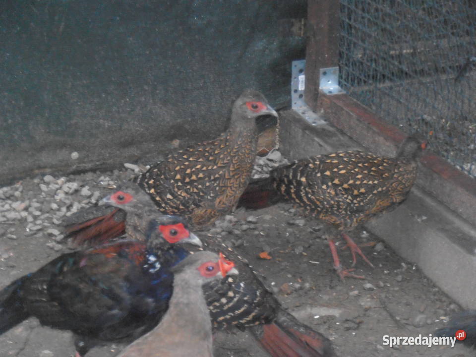 sprzedam bażanty ozdobne Ochaby Wielkie