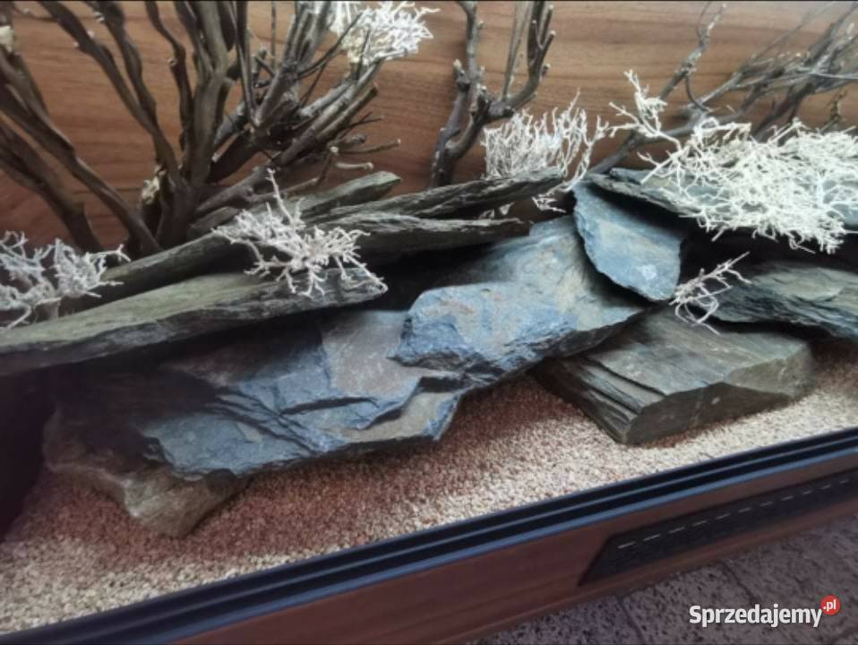 Terrarium hodowlane gekona lamparciego żółwia Elbląg