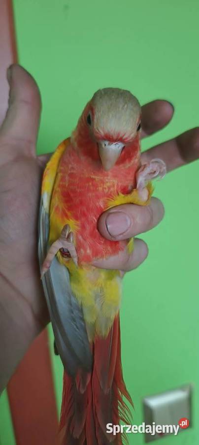 Ręcznie karmione rudosterki 3 dnia wykluciu