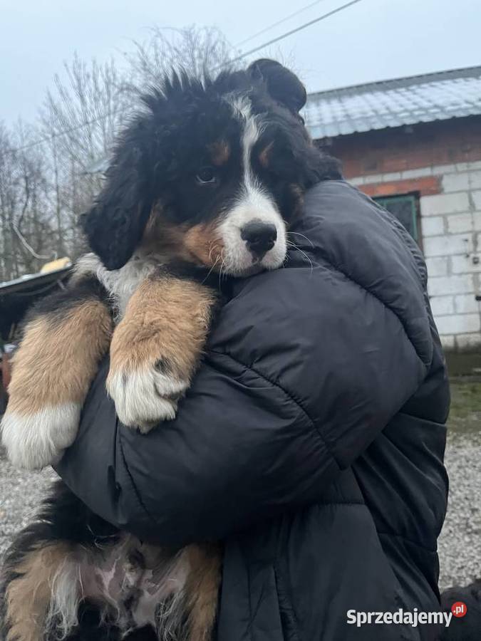Berneński pies pasterski Biszkopt podkarpackie