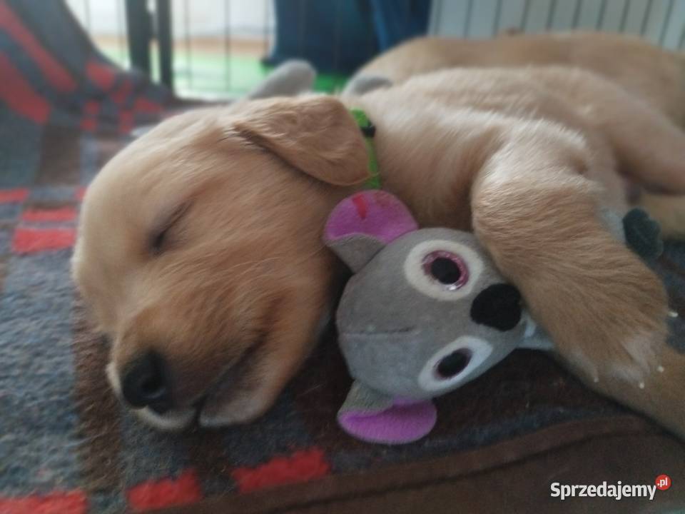 Cudowne Golden Retrievery Szukają nowych Strzyżewice