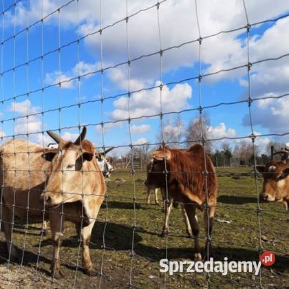 SIATKA LEŚNA 50 METRÓW BIEŻĄCYCH Włocławek sprzedam
