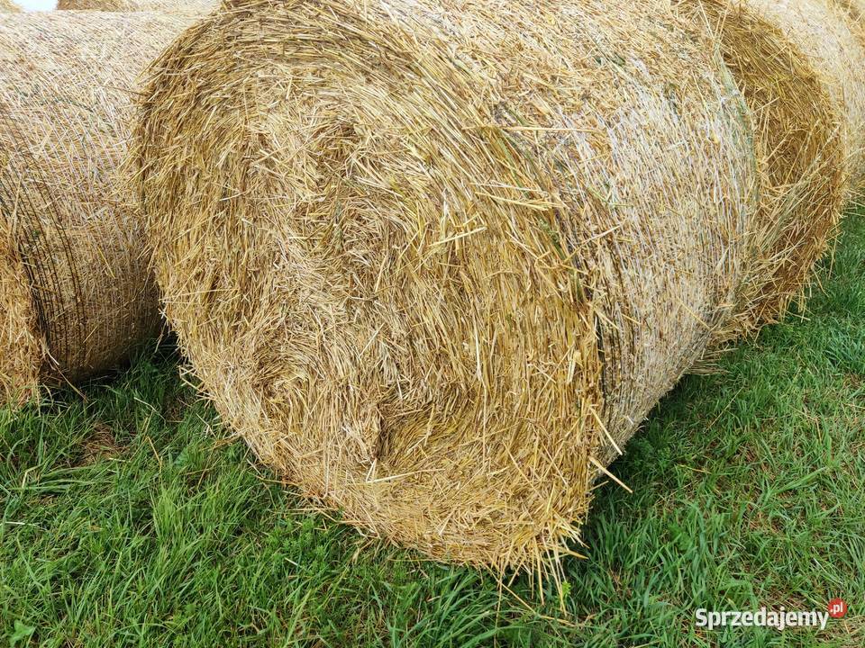 słoma jęczmienna baloty120x140 możliwość Chełm