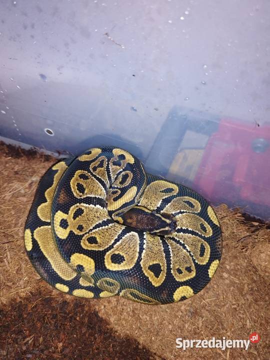 Sprzedam 10 pytona królewski Myszków