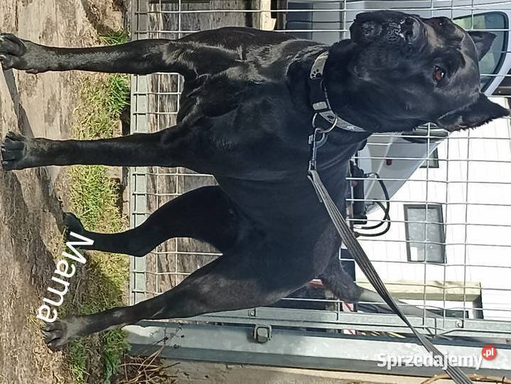 Sprzedam szczeniaki rasy Cane Corso Cane Corso lubelskie Juliopol